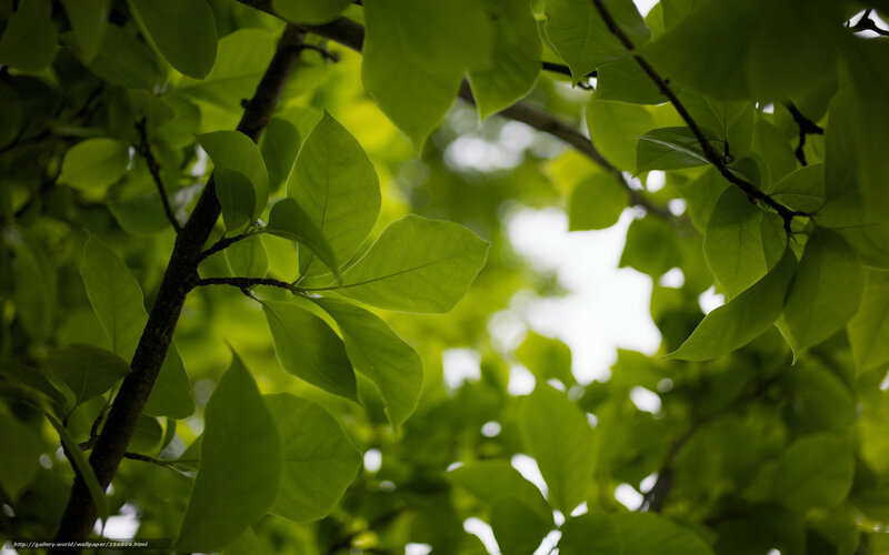 Green Leaves on Tree Branches — Serene, Afternoon, Photograph, Tree Branches