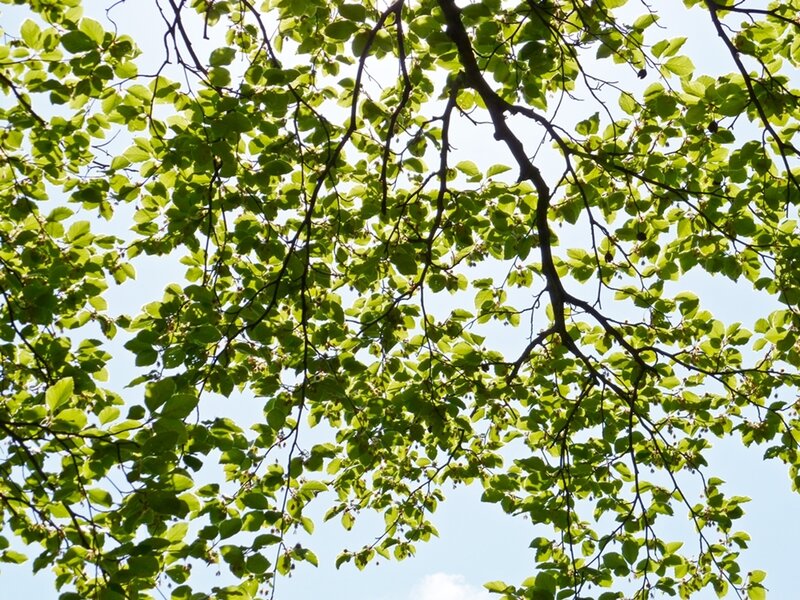 Green Leaves on Tree Branches — Serene, Afternoon