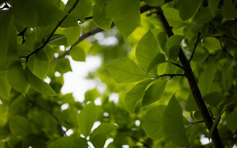 Green Leaves on Tree Branches — Serene, Morning, Photograph