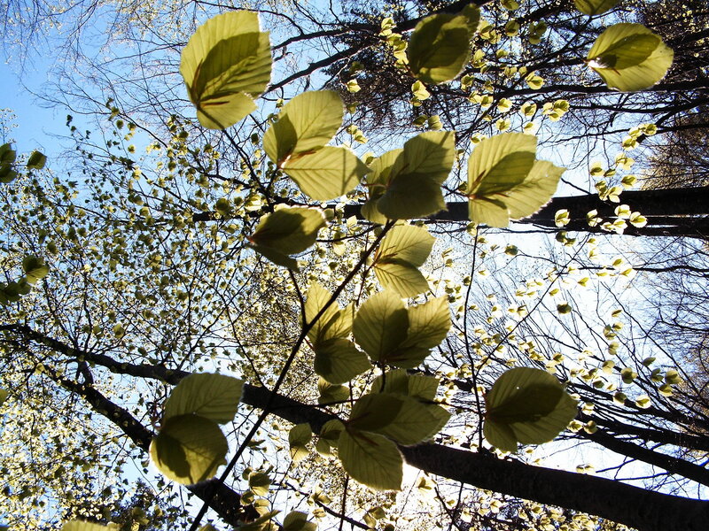 Green Leaves on Tree Branches — Serene, Spring