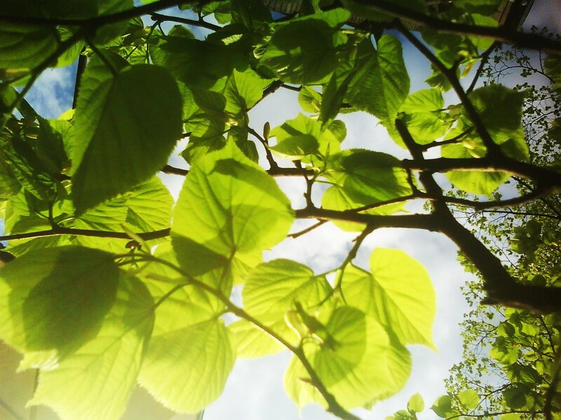 Green Leaves on Tree Branches — Serene