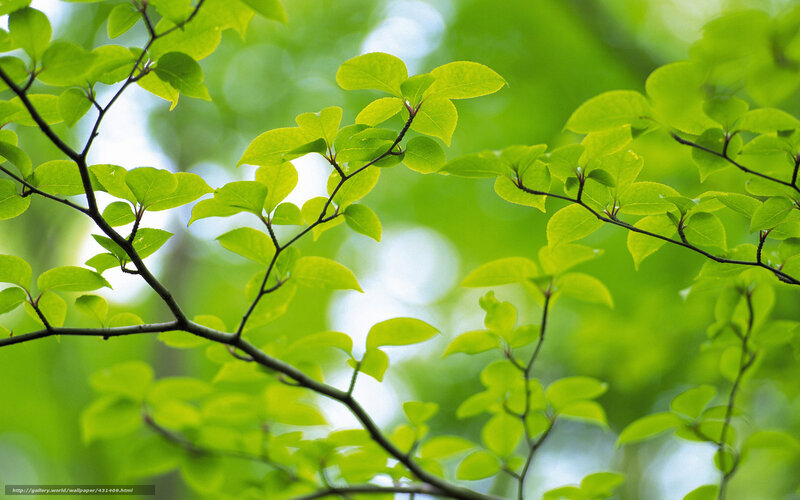 Green leaves on tree branches