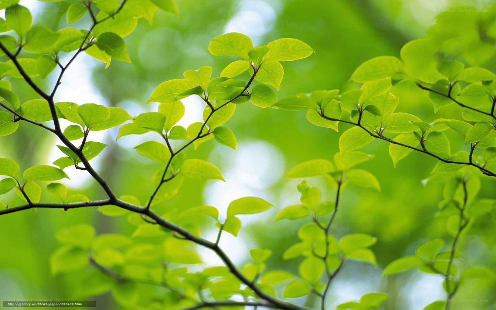 Green leaves on tree branches