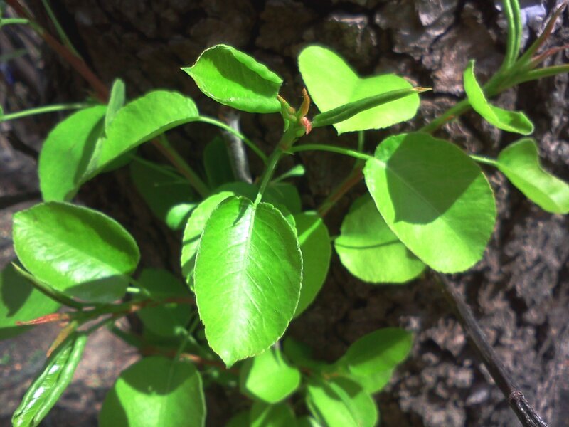 Green Leaves on Tree — Natural, Spring