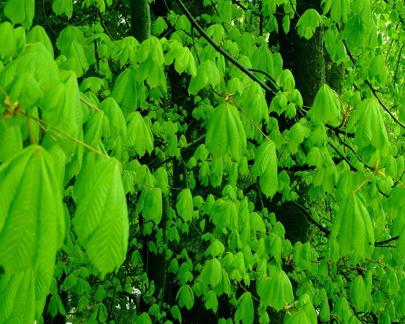 Green Leaves on Tree — Natural