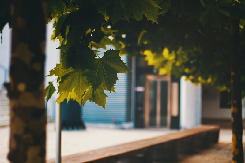 Green Leaves on Tree — Serene, Afternoon, Photograph, Bench