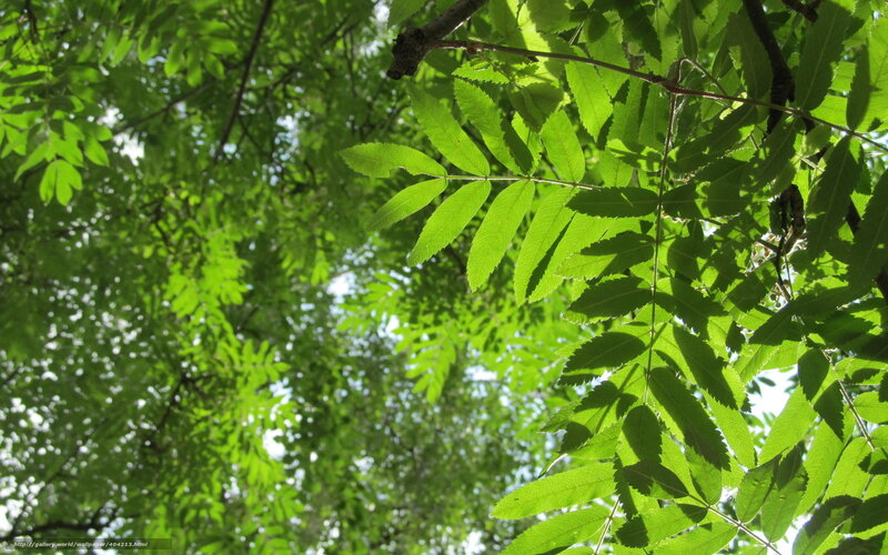 Green Leaves on Tree — Serene, Afternoon, Photograph