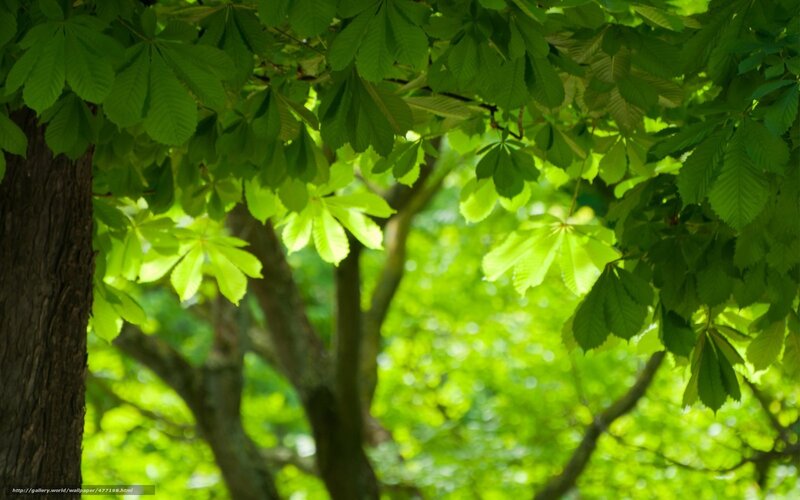 Green Leaves on Tree — Serene, Afternoon, Photograph, Tree Trunk