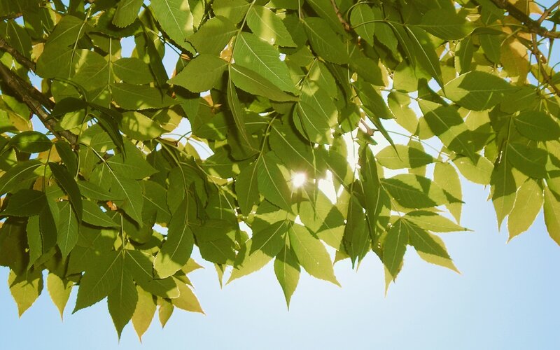 Green Leaves on Tree — Serene, Afternoon