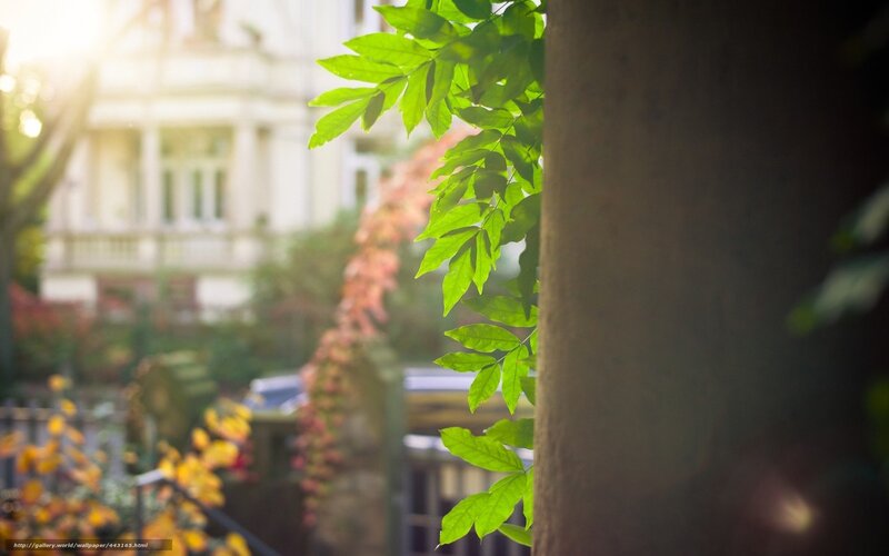 Green Leaves on Tree — Serene, Morning, Photograph, Tree Trunk