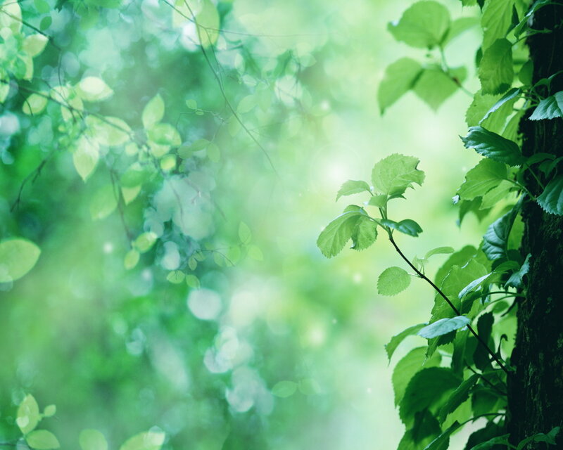 Green Leaves on Tree — Serene, Morning