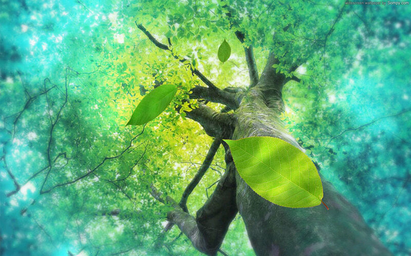 green leaves on tree