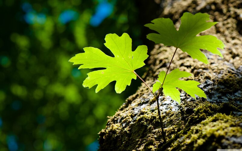 Green Leaves on Tree Trunk — Serene, Morning