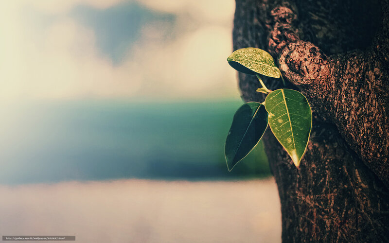 Green Leaves on Tree Trunk — Serene, Photograph