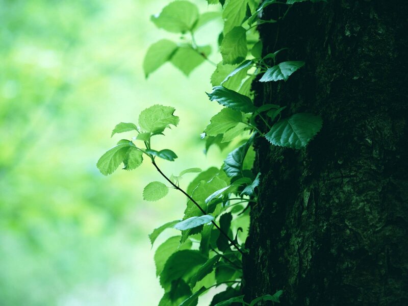 Green Leaves on Tree Trunk — Serene, Spring