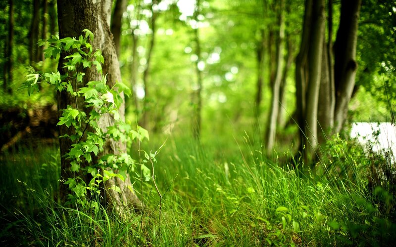 Green Leaves on Tree Trunk — Serene