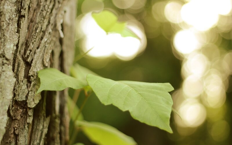 green leaves on tree trunk
