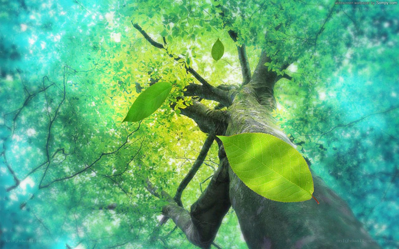 green leaves on tree