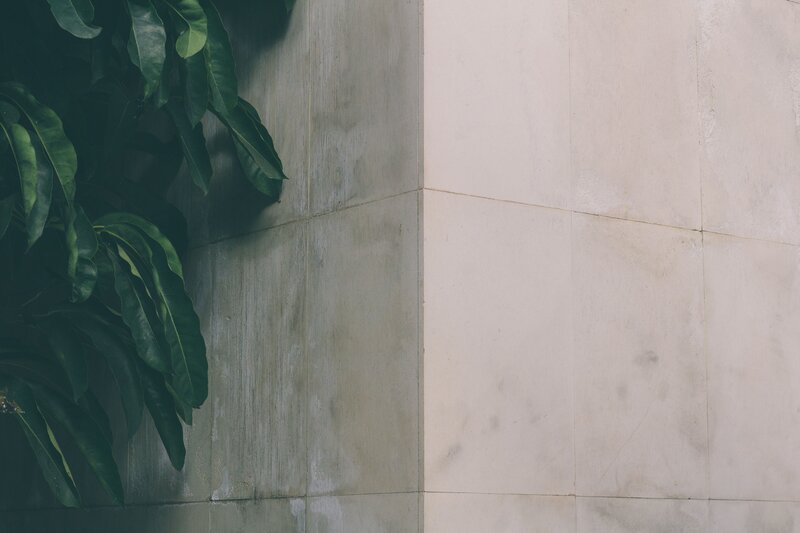 Green Leaves on Wall — Calm