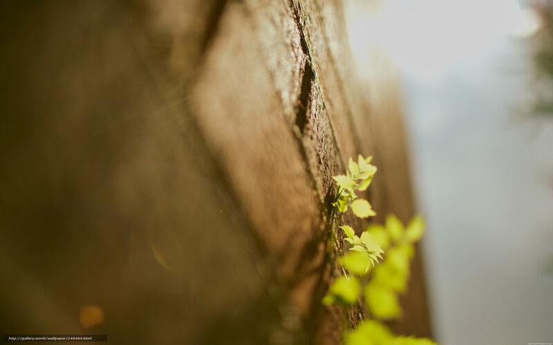 Green Leaves on Wall