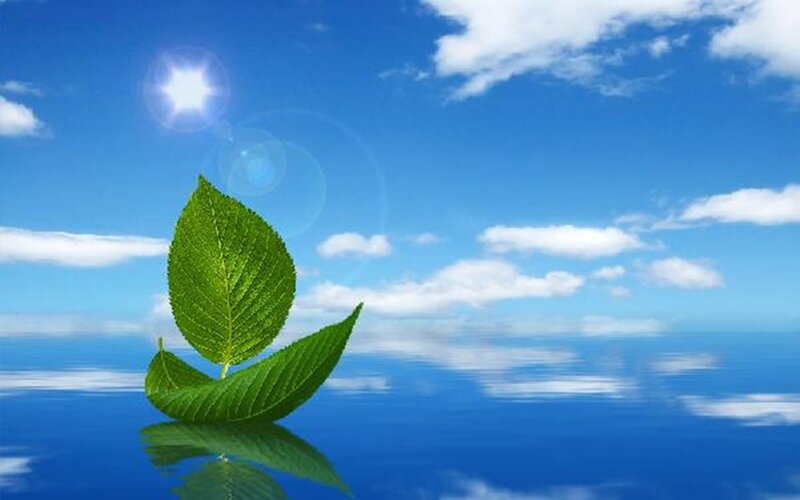 Green Leaves on Water — Blue, Serene