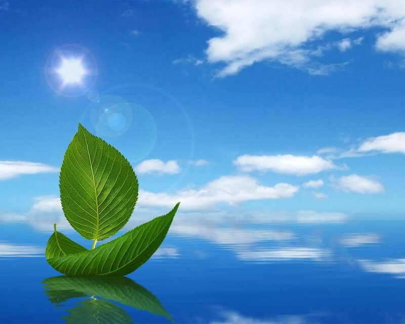Green Leaves on Water
