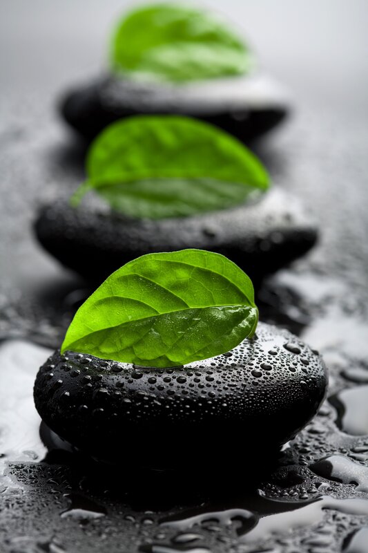 green leaves on wet stones