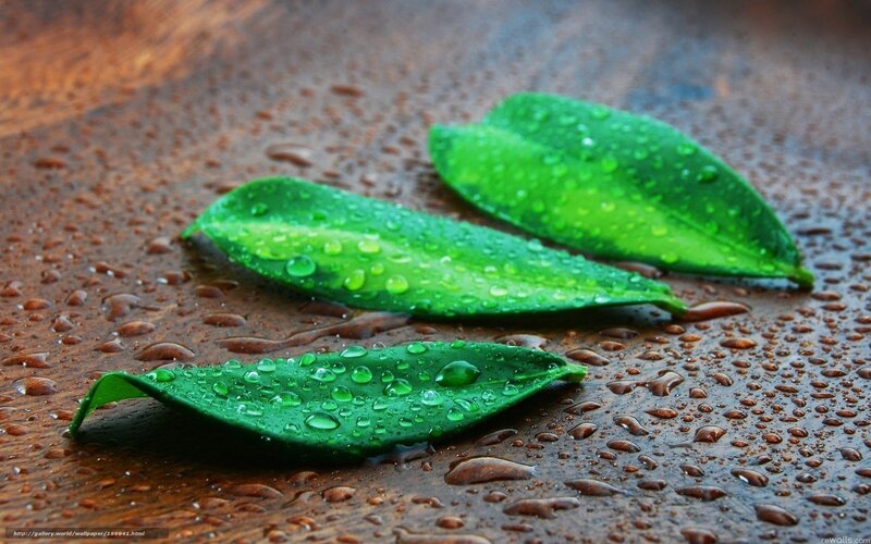 Green Leaves on Wet Surface — Serene, Photograph
