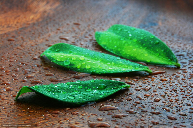 Green Leaves on Wet Surface — Serene