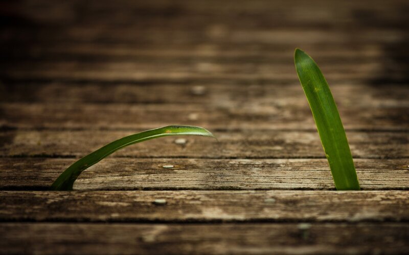 Green Leaves on Wood — Serene