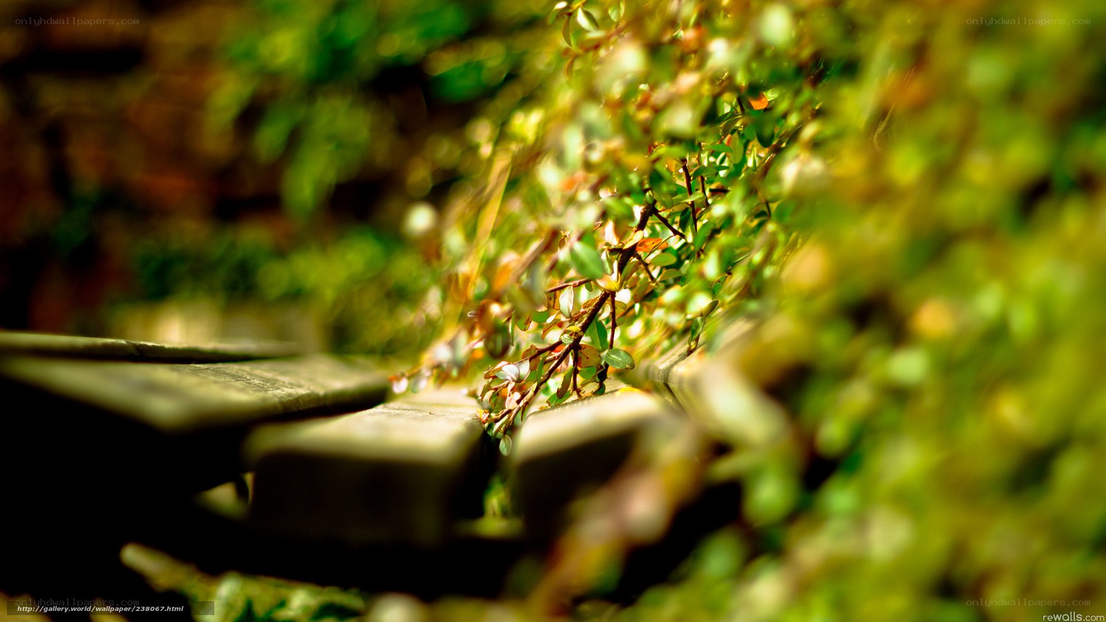 green leaves on wooden bench