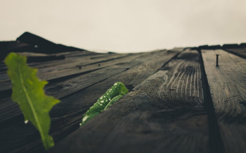 green leaves on wooden planks