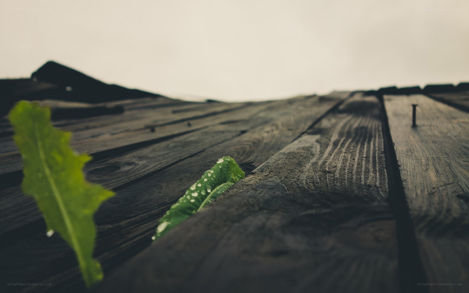 green leaves on wooden planks