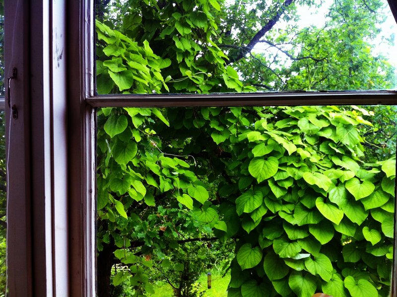 green leaves outside window