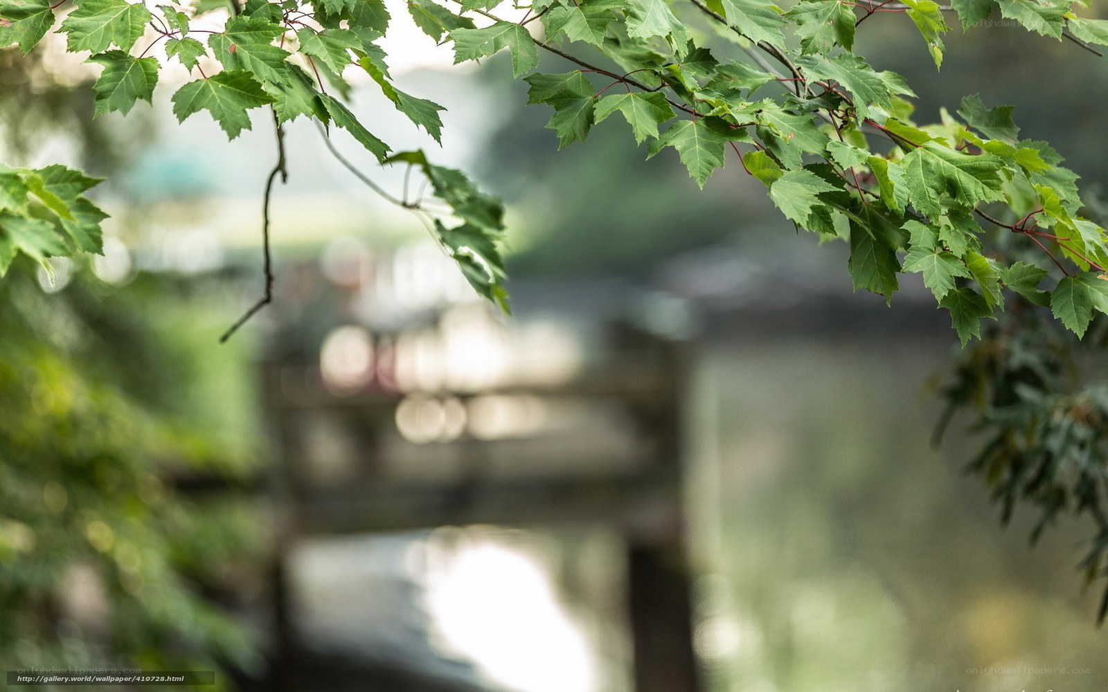 Green leaves over a blurred bridge