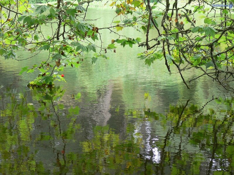 Green leaves over calm water