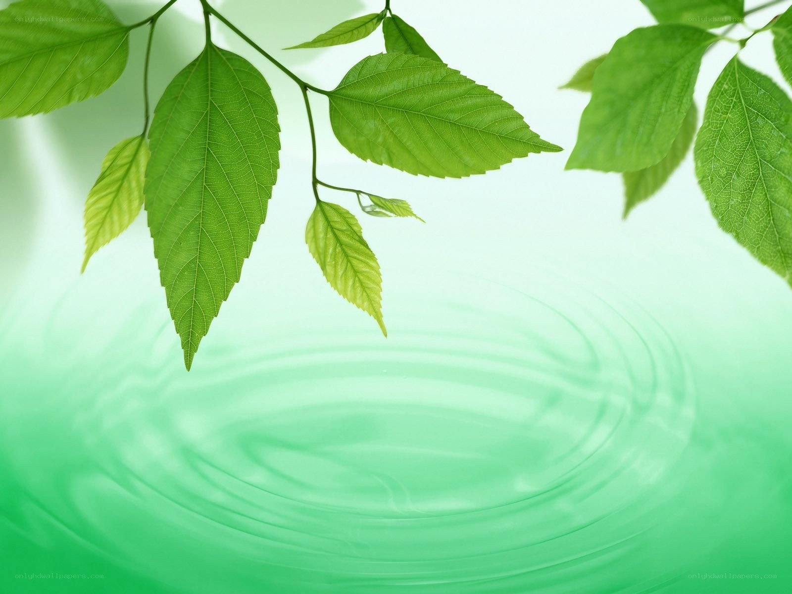 Green leaves over rippling water