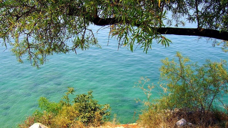 Green Leaves over Water — Serene