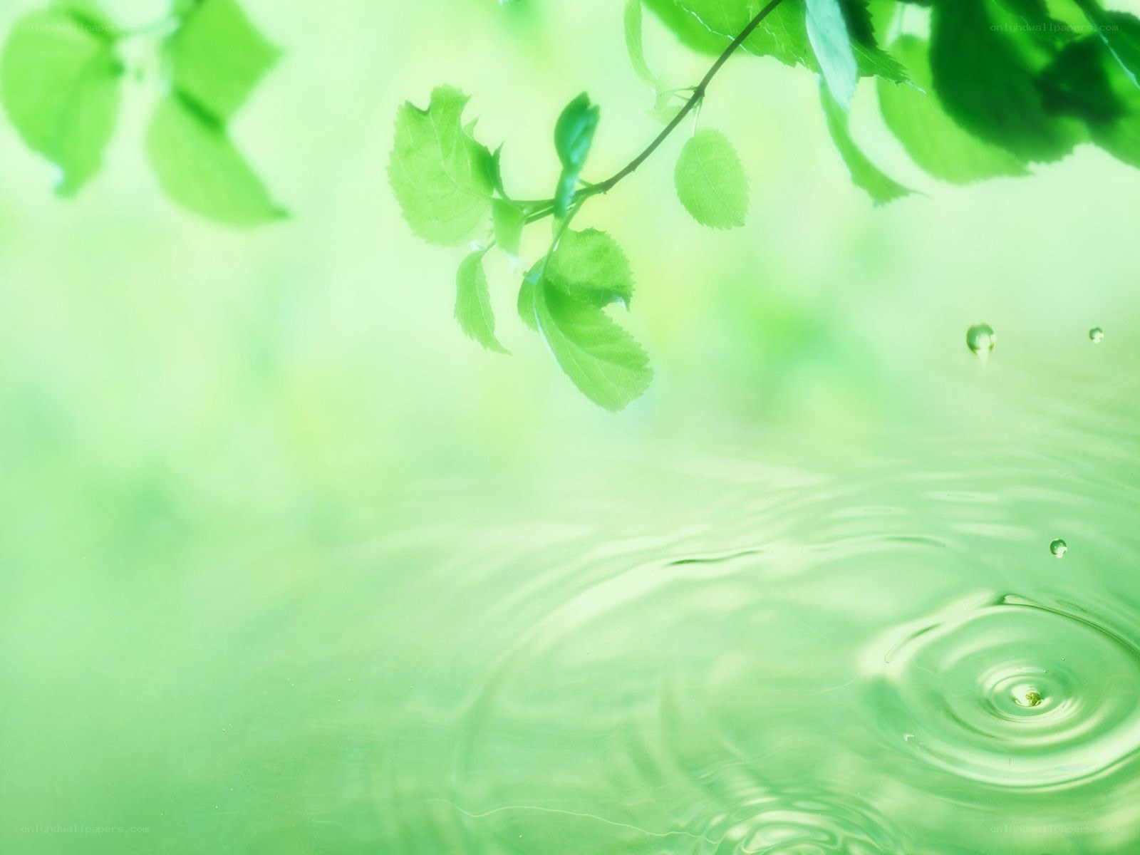 green leaves over water