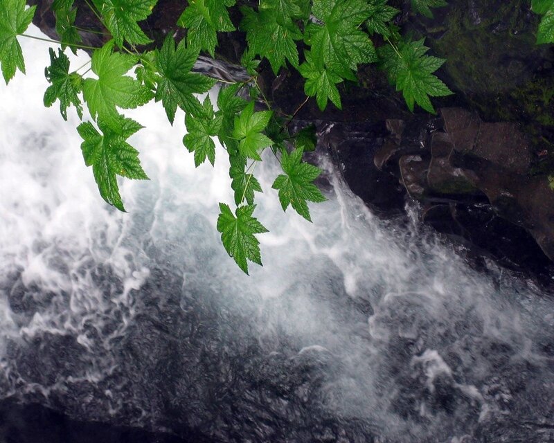 Green Leaves over Waterfall — Natural
