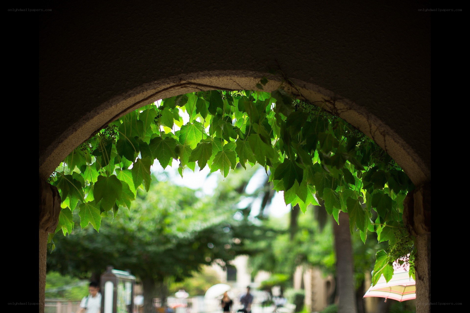 Green leaves through an archway