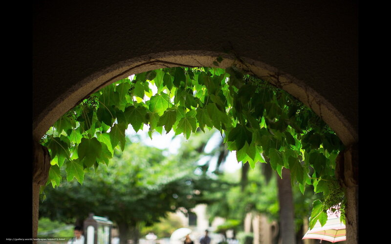 green leaves through an archway