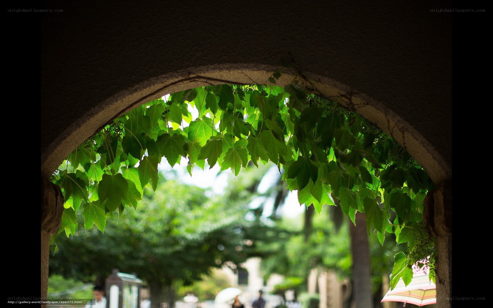 green leaves through an archway