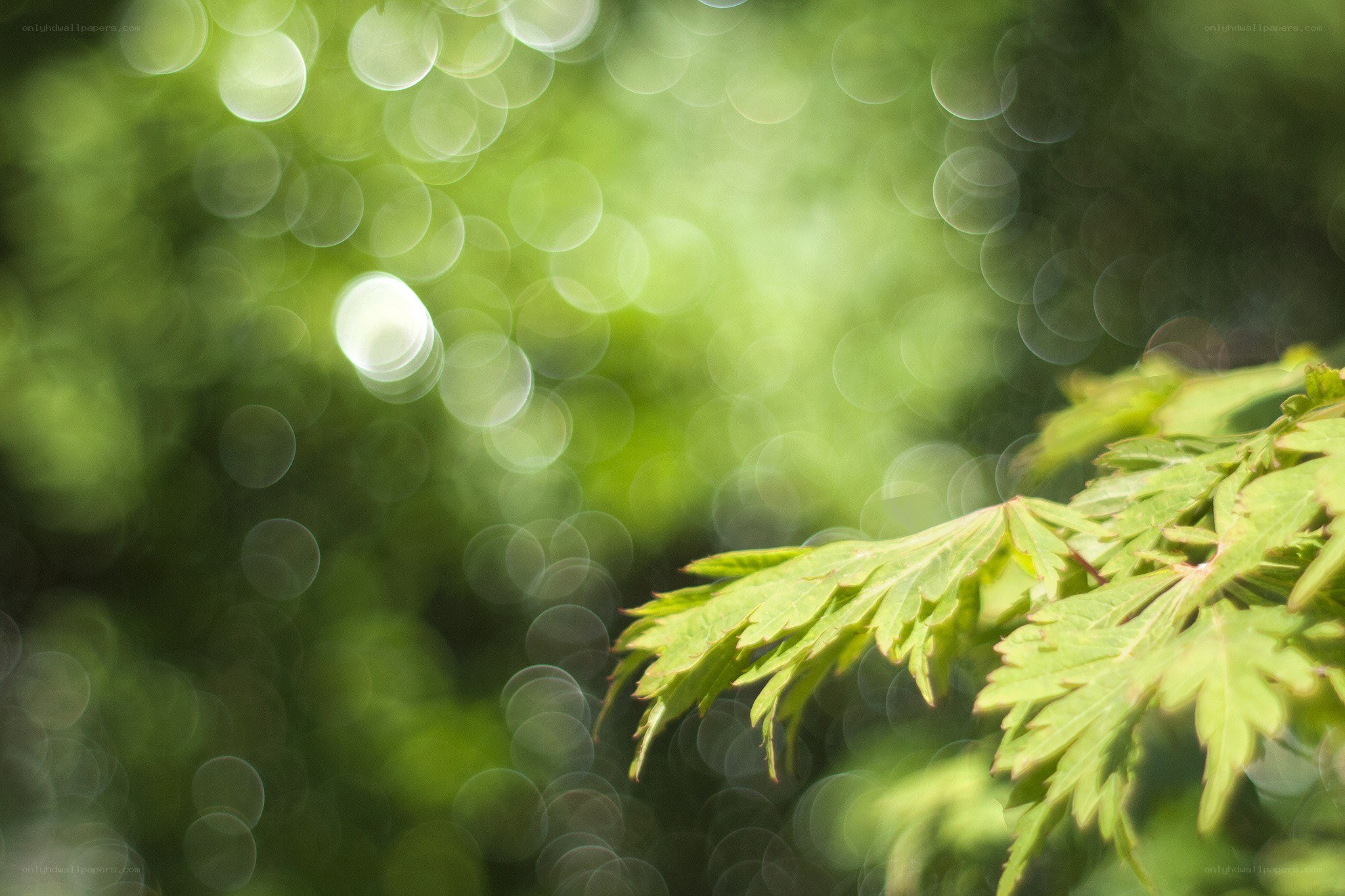 green leaves with bokeh background