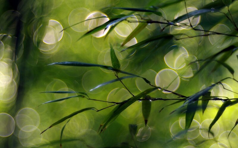 Green leaves with bokeh light