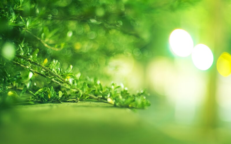 green leaves with bokeh lights