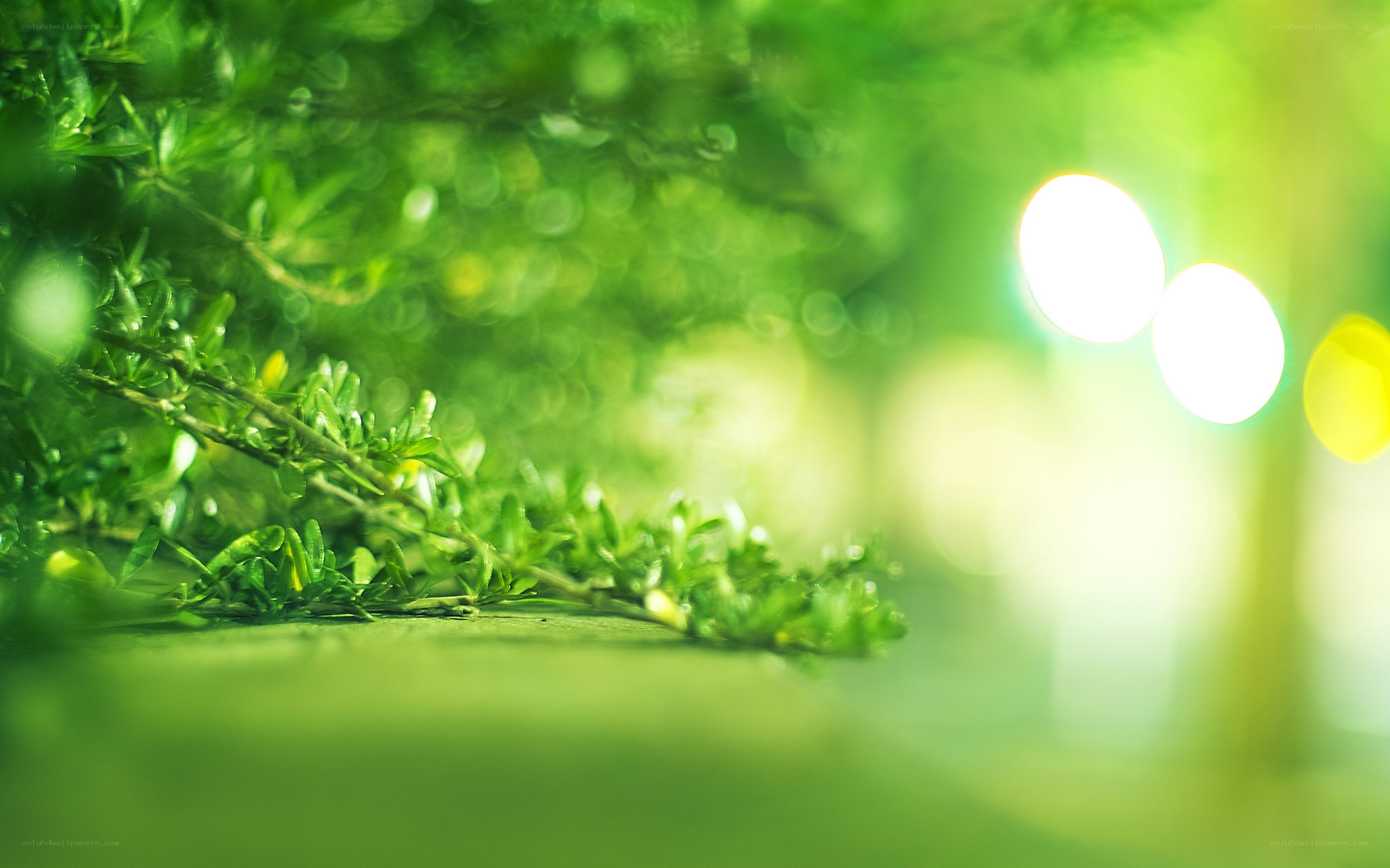 green leaves with bokeh lights