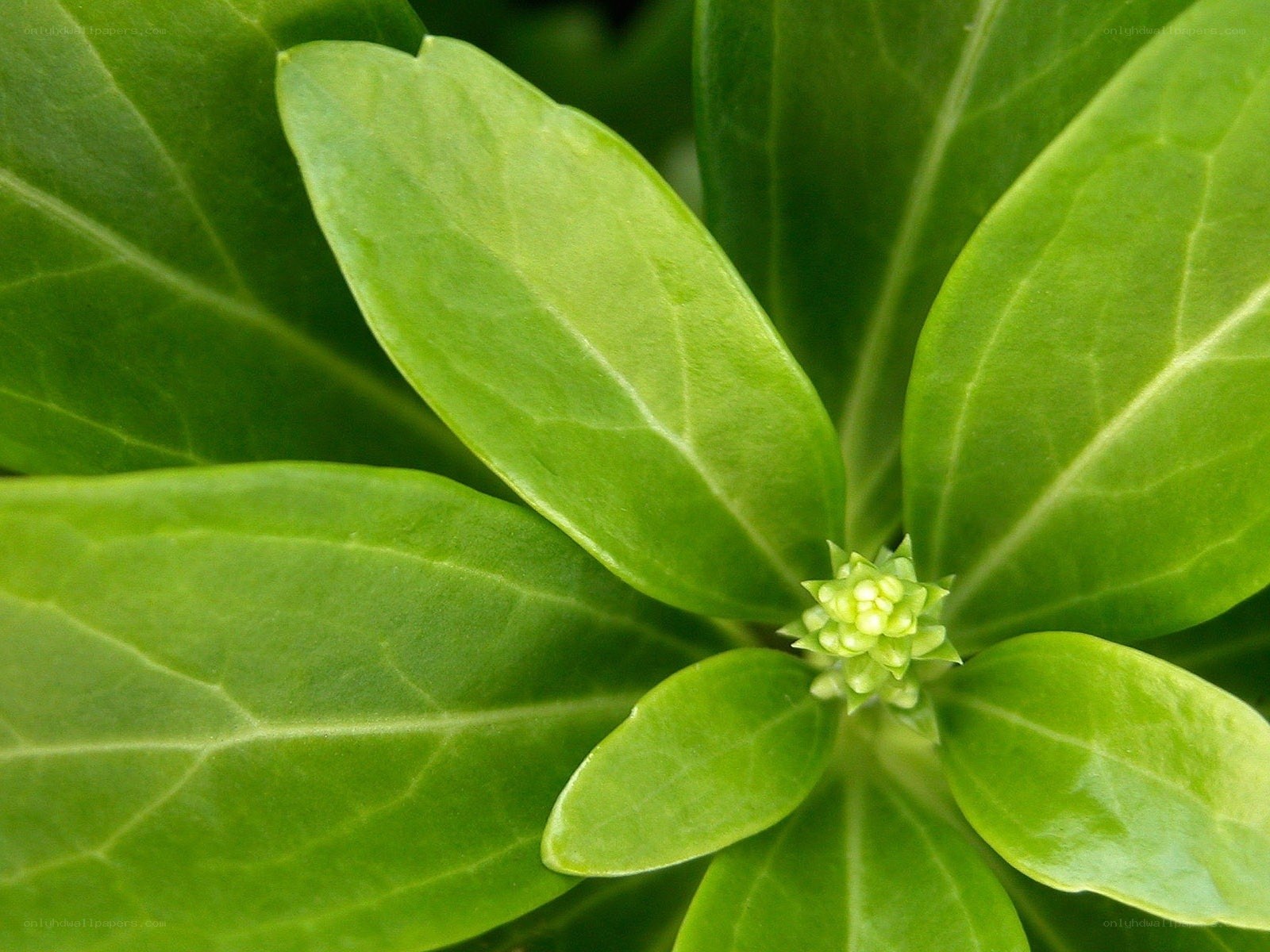 green leaves with bud