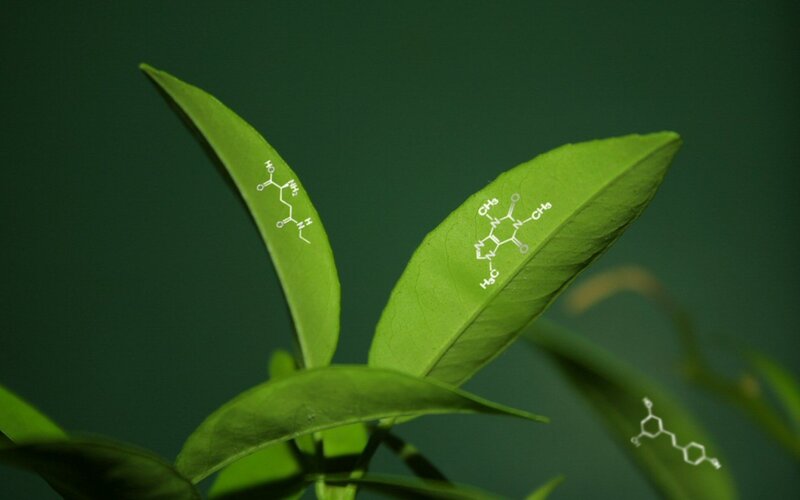 green leaves with chemical structures