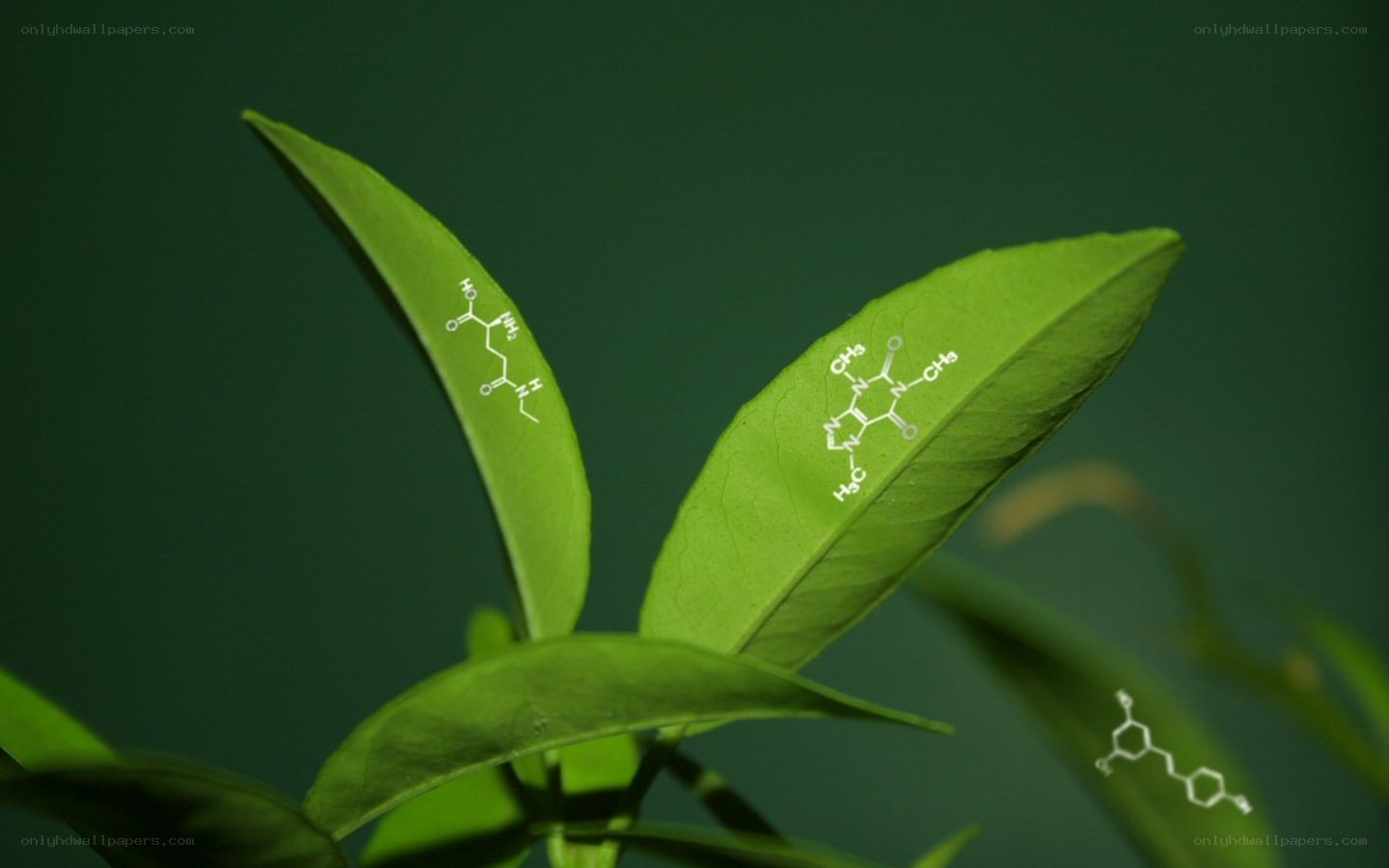 green leaves with chemical structures